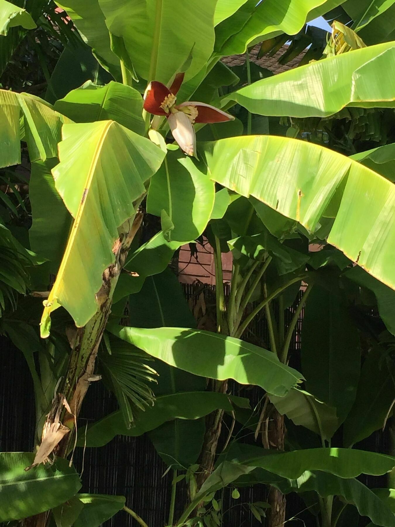 Sam So Boutique Villa Siem Reap Bagian luar foto